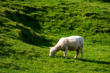 Obraz premium A sheep grazing on the green farm. Fresh sunny with a warm light day.