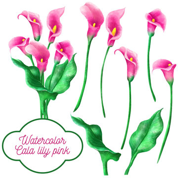 Watercolor Set Of Cala Lily Pink Flower