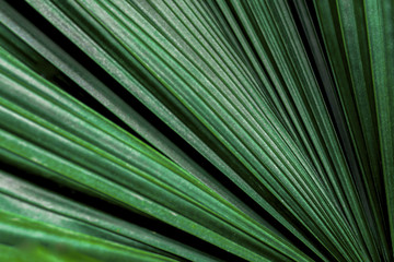 Leaves background pattern texture.