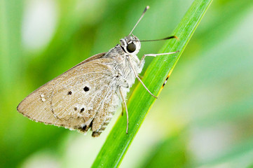 Butterfly on the leaf.