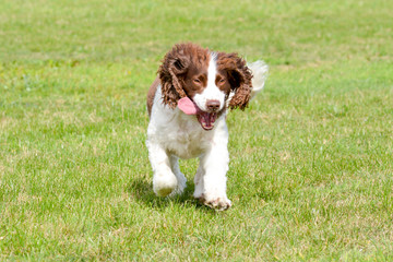 English Springer Spaniel dog running in park