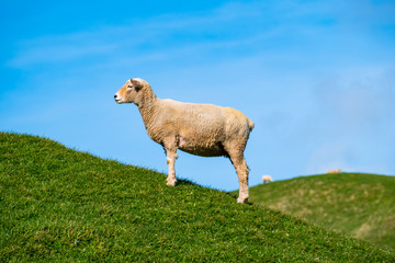 A sheep grazing on the green farm. Fresh sunny with a warm light day.