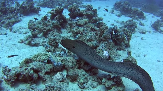 Large giant moray eel gymnothorax javanicus swimming on rocky seabed in tropical sea by hard coral reef