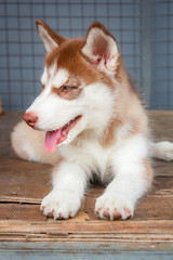 Cute puppy siberian husky.