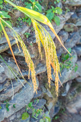 Rice ear of rice in Fujian, China