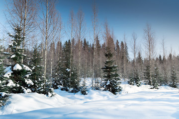 Spruces in winter forest, rural landscape