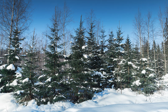 Spruce trees in winter forest, rural landscape