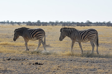 Fototapeta na wymiar Steppenzebas (Equus quagga) im Etosha Nationalpark in Namibia