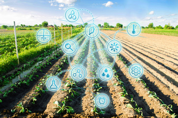 Farm field of cabbage. Young seedlings. Innovations and new technologies in the agricultural business. Scientific development and selection, genetic modification crops. Investment and competitiveness