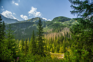 A beautiful close look at the tree in montains. Mountain landscape with natural trees in forest. Tatra mountains in Slovakia, Europe.