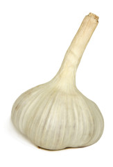 The head of garlic