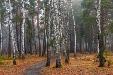 walk in the autumn forest. autumn colors. autumn mood. melancholy.