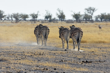 Steppenzebas (Equus quagga) im Etosha Nationalpark in Namibia