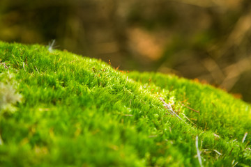 A beautiful closeup of a mountain vegetation in Tatra mountains in Slovakia, Europe. Summer plants in Tatry national park. Natural scenery.