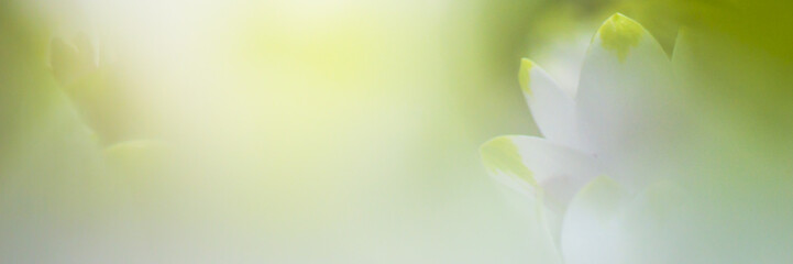 nature view of green leaves under the sun. Natural green tree used as background, blur or wallpaper.