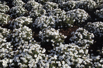 Collection of flower plants background