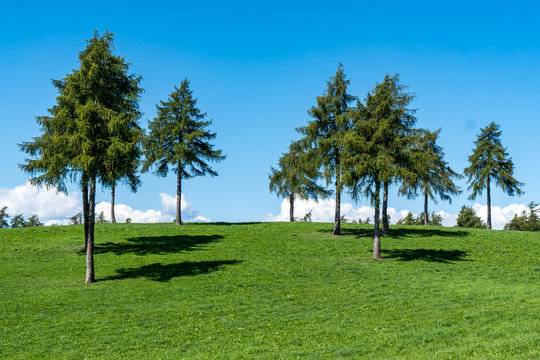 gr&uuml;ne Wiese mit schattenwerfenden L&auml;rchen