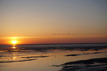 Fototapeta na wymiar Vogelschwarm vor Sonnenuntergang