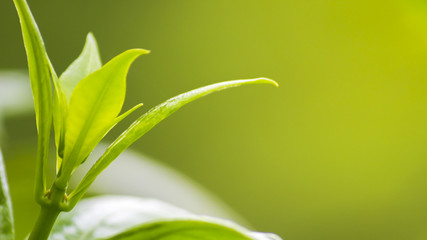 nature view of green leaves under the sun. Natural green tree used as background, blur or wallpaper.