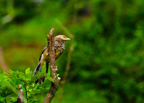 Jungle Babler