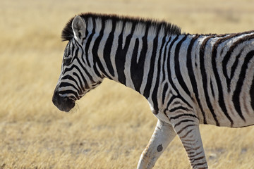 Steppenzebra (Equus quagga) im Etosha Nationalpark in Namibia