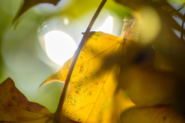 Beautiful autumn image - closeup of amazing yellow leaves, lit by the rays of the rising sun....