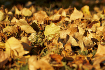 Autumn