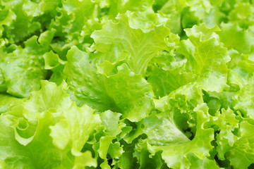 Background of fresh green salad in garden