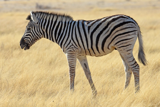 Steppenzebra (Equus quagga) im Etosha Nationalpark in Namibia