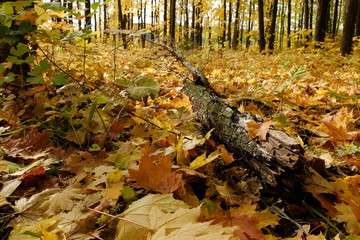 Осенний лес
