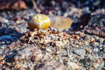 Yellow spider on a ground