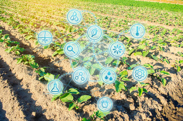 field of vegetables on a sunny day. Fresh green greens. Innovations and developments in...