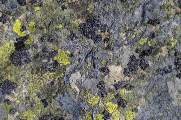 .moss grows on the stone, microorganisms mold, textured old stone, texture background
