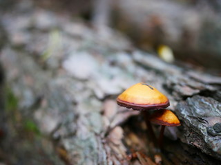 잘린 통나무 옆으로 자란 버섯