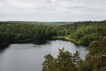 Forest lake with pine trees