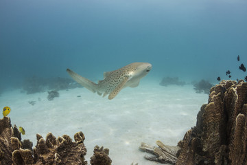 Leopard Shark Swimming