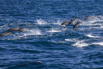 Dolphins Being Chased by Orcas