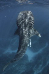Naklejka premium Whale Shark Gills
