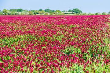 Champ de trèfles fleuris