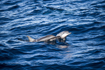 Peekaboo Dolphins