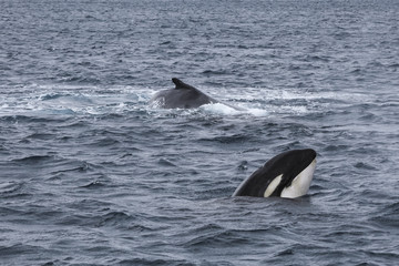 Orca Predation on Humpback