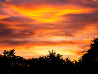 Image of birds flying during colorful sunset over trees