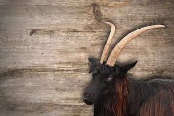 Bock vor Holz Hintergrund