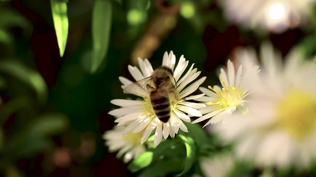 bee on flowers collecting pollen macro closeup