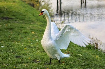 White swan in the meadow by the pond.
