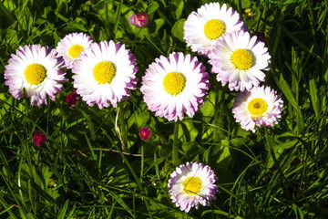 Obraz premium flower