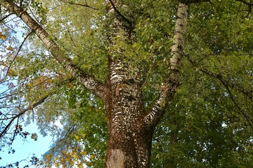 Fototapeta premium Poplar in the fall.