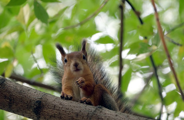 Brown squirrel in alert sits tree branch in thicket summer forest close up