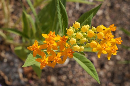 Asclepias tuberosa or tropical milkweed in full blossom, selective focus on the flower, purposely blurred
