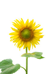 Fototapeta premium Field of sunflowers in january, sunflower farm